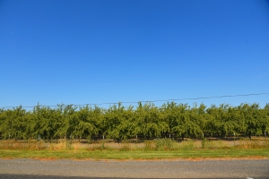 アーモンドファーム