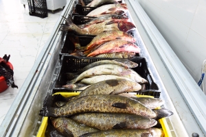ウズベキスタンの鮮魚