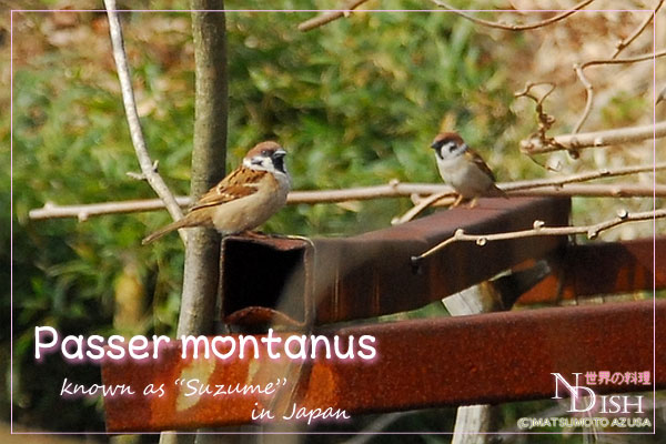 スズメ