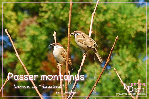 スズメ