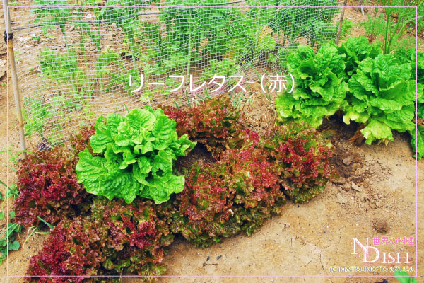 リーフレタス