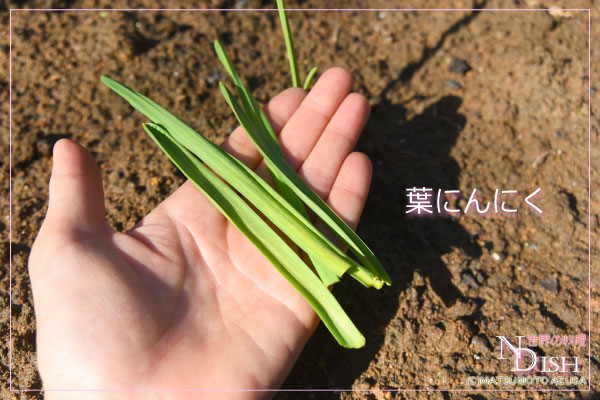 葉にんにく
