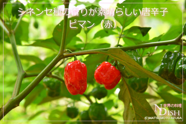 ピマン