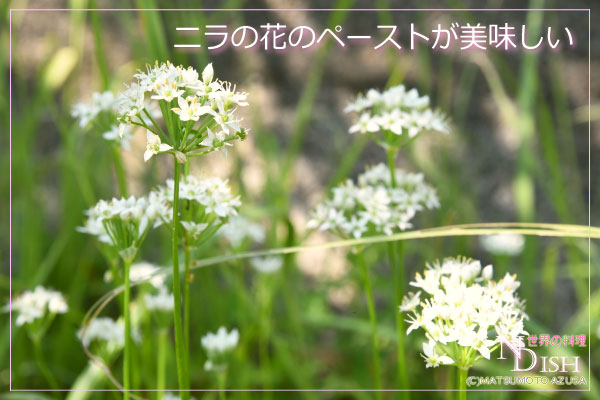 韭菜花酱（ジウツァイホワジャン）