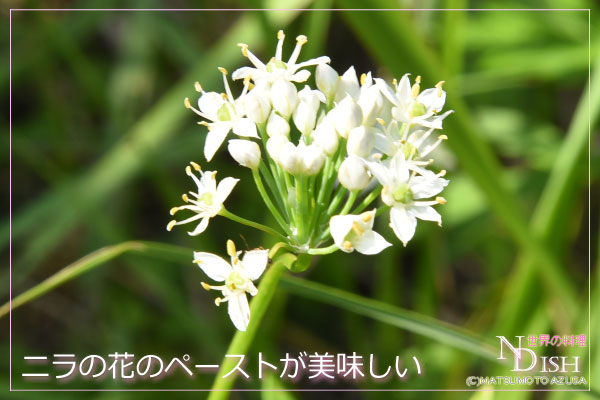 韭菜花酱（ジウツァイホワジャン）