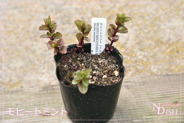 モヒートミント