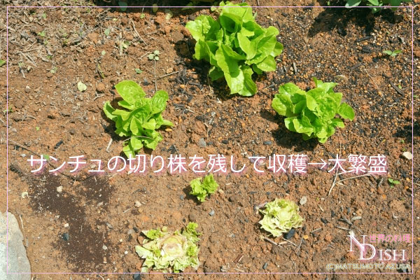 サンチュ