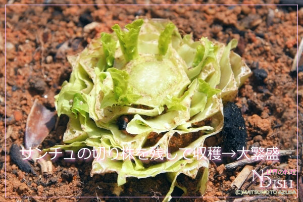 サンチュ