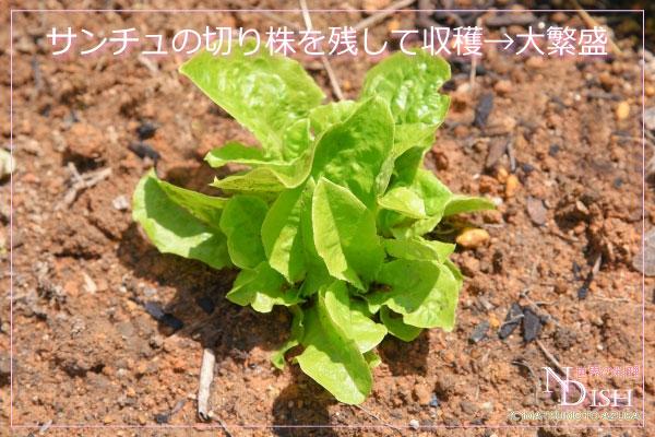 サンチュ