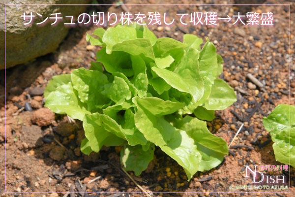 サンチュ