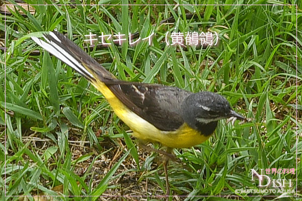 キセキレイ