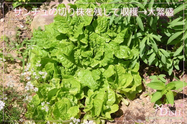 サンチュ