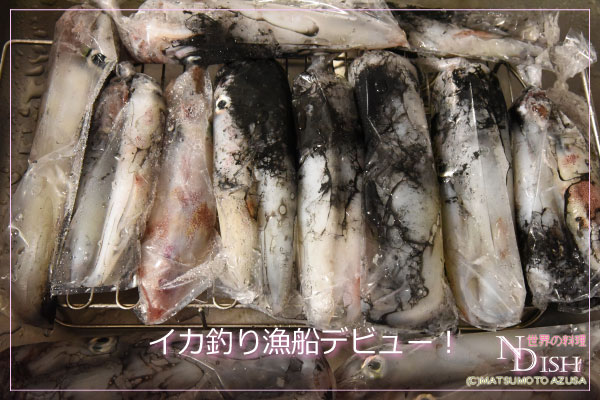 自分で釣ったイカ