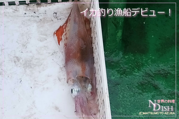 自分で釣ったイカ